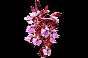 Encyclia phoenicea