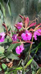 Encyclia phoenicea