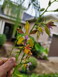 Encyclia plicata