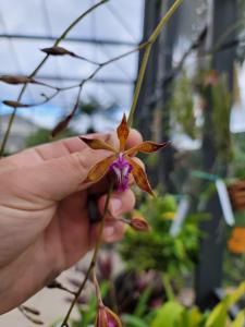 Encyclia plicata