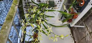 Encyclia profusa