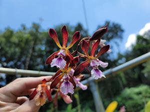 Encyclia pyriformis