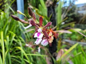 Encyclia pyriformis