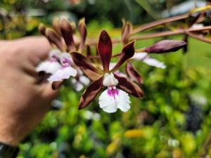 Encyclia pyriformis