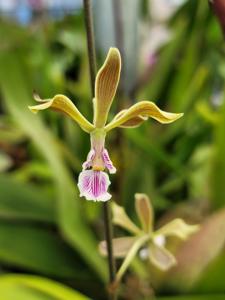 Encyclia replicata