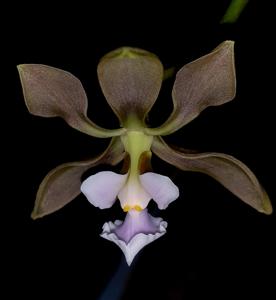 Encyclia selligera