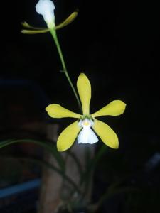 Encyclia tampensis