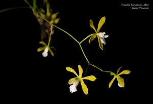 Encyclia tampensis