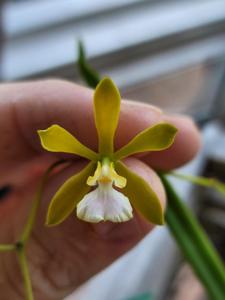 Encyclia tampensis