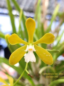 Encyclia tampensis