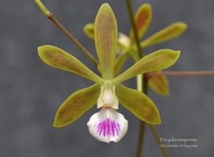 Encyclia tampensis