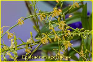 Epidendrum agoyanense