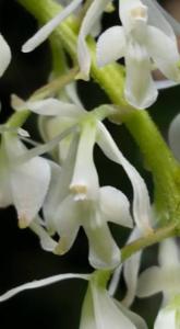 Epidendrum amblostomoides