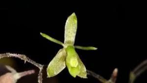 Epidendrum avicula