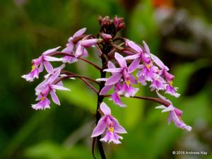 Epidendrum calanthum