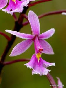 Epidendrum calanthum