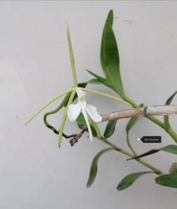 Epidendrum nocturnum