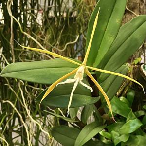 Epidendrum carpophorum