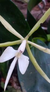 Epidendrum carpophorum