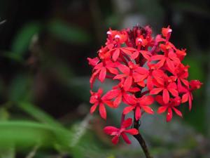 Epidendrum catillus