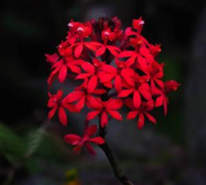 Epidendrum catillus