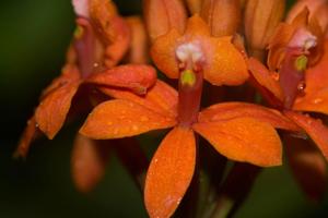 Epidendrum catillus