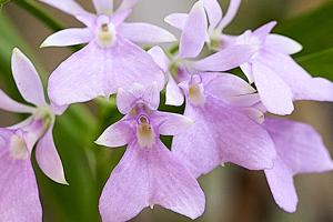 Epidendrum centropetalum