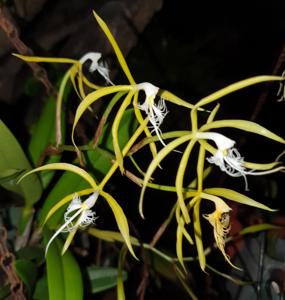 Epidendrum ciliare