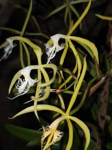 Epidendrum ciliare