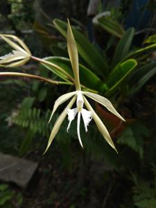 Epidendrum ciliare