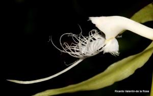 Epidendrum ciliare