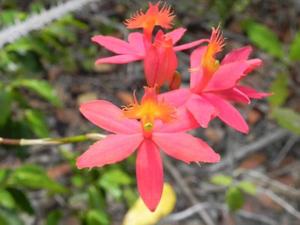 Epidendrum cinnabarinum
