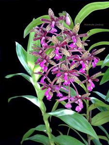 Epidendrum cnemidophorum