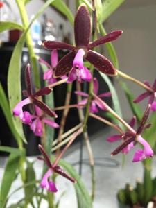 Epidendrum cnemidophorum