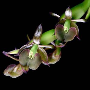 Epidendrum coriifolium