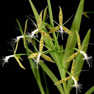 Epidendrum criniferum