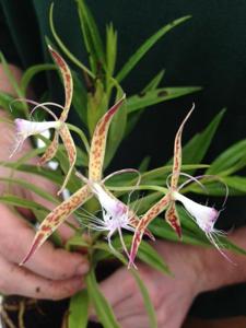 Epidendrum criniferum