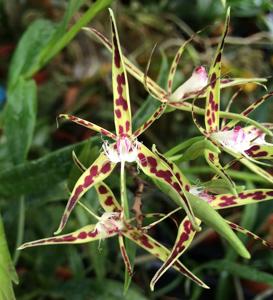 Epidendrum criniferum