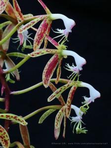 Epidendrum cristatum