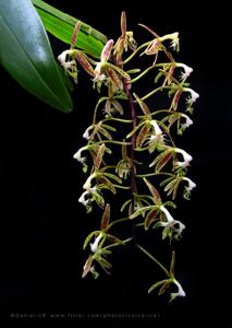 Epidendrum cristatum