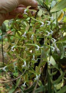 Epidendrum cristatum