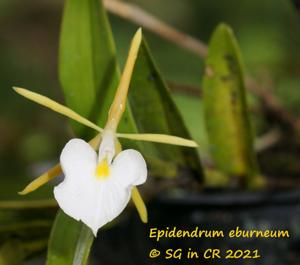 Epidendrum eburneum