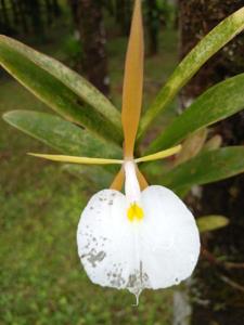 Epidendrum eburneum