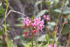 Epidendrum ellipticum