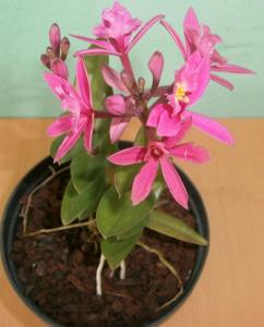 Epidendrum ibaguense