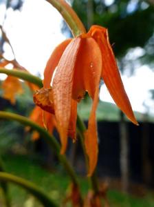 Epidendrum macrocarpum