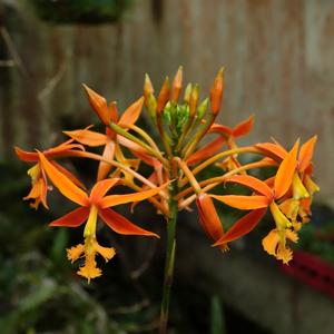Epidendrum macrocarpum