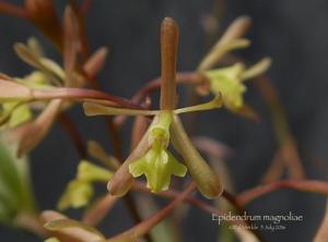 Epidendrum conopseum