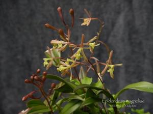 Epidendrum conopseum