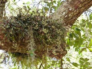 Epidendrum conopseum